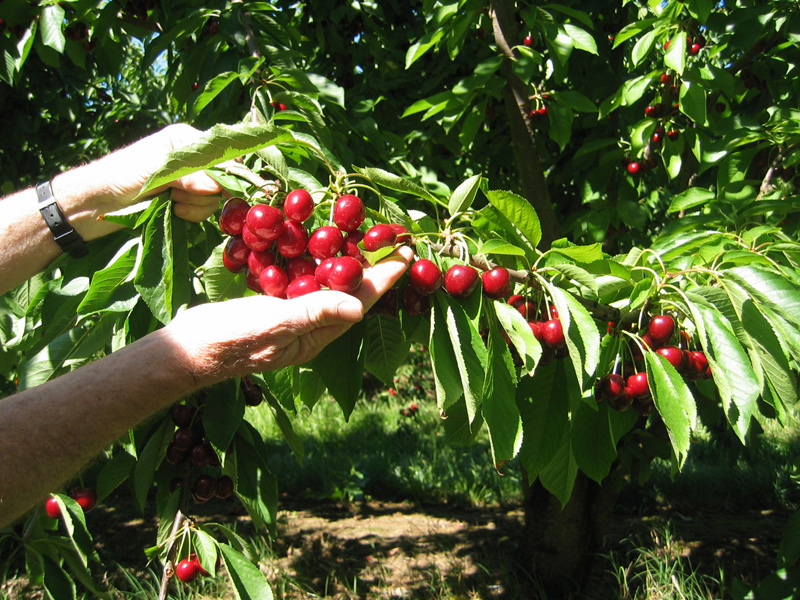 Cherries-cafe-and-desserts-038