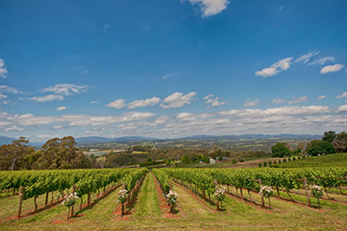 Elmswood-Estate-Upper-Yarra-Valley