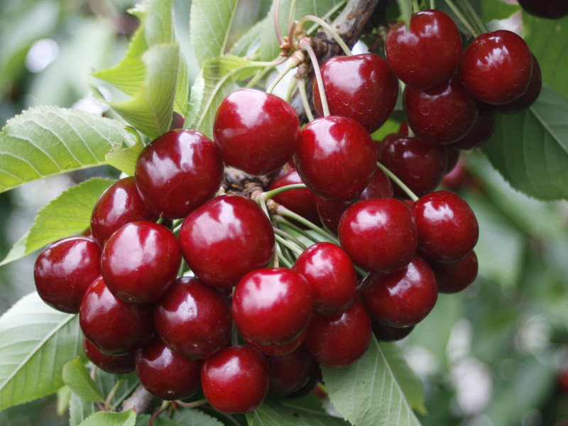 u-pick cherries yarra valley
