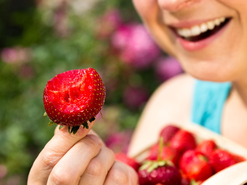 strawberry picking yarra valley