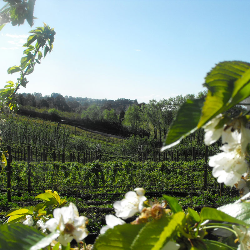 berry farm yarra valley