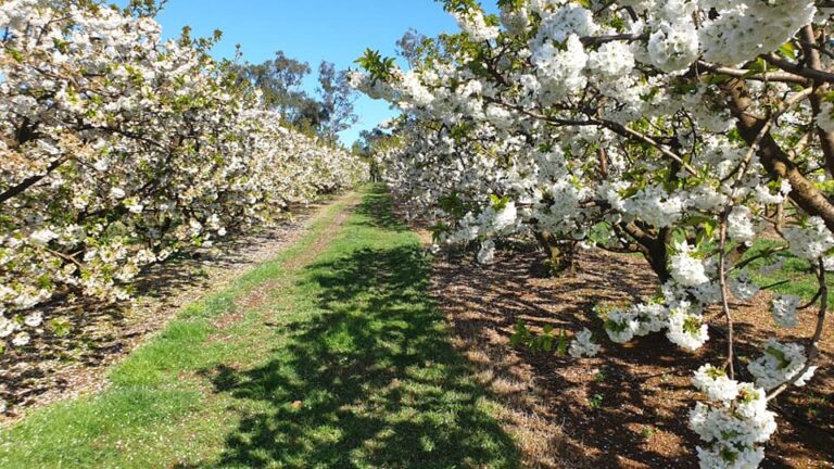 cherry blossom melbourne