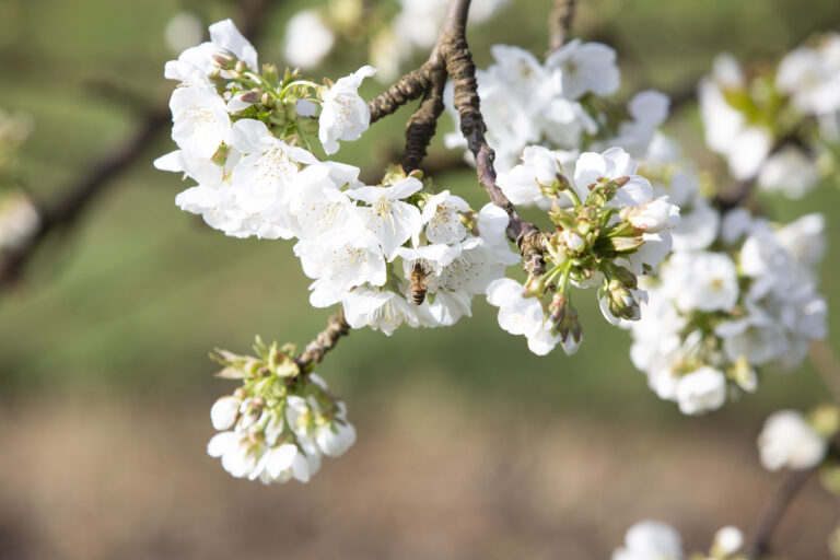 Cherry Blossom Show 55 George Rd, Silvan, 3795 - Image 8
