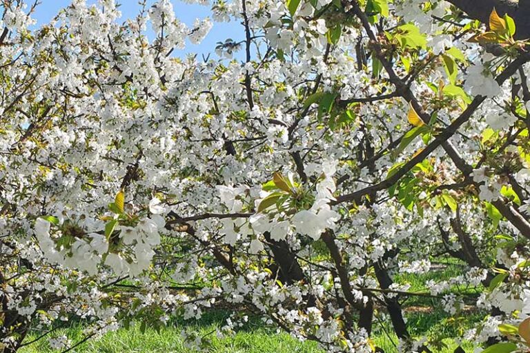 Cherry Blossom Show 55 George Rd, Silvan, 3795 - Image 7