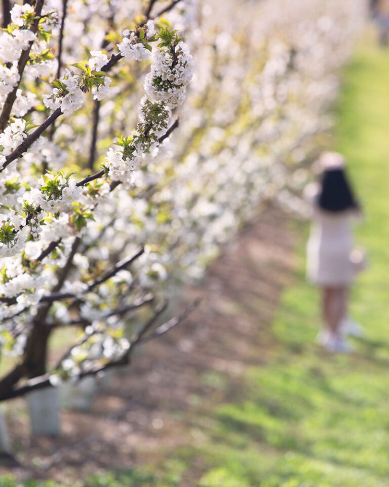Cherry Blossom Show 55 George Rd, Silvan, 3795