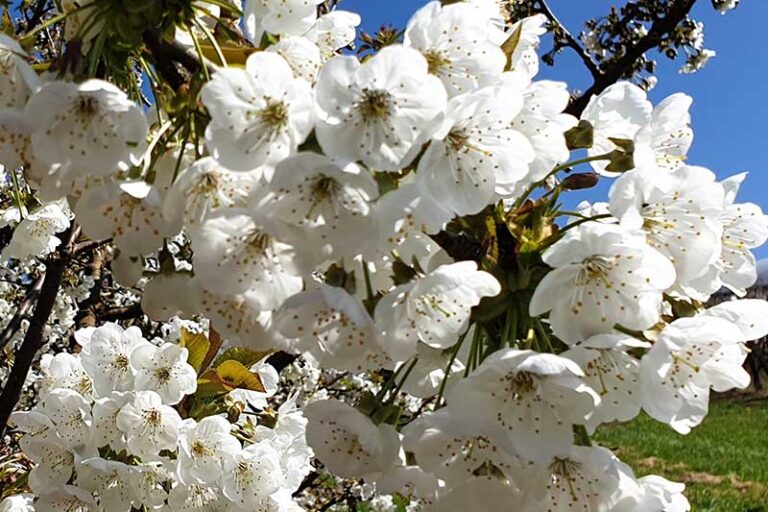 Cherry Blossom Show 55 George Rd, Silvan, 3795 - Image 6