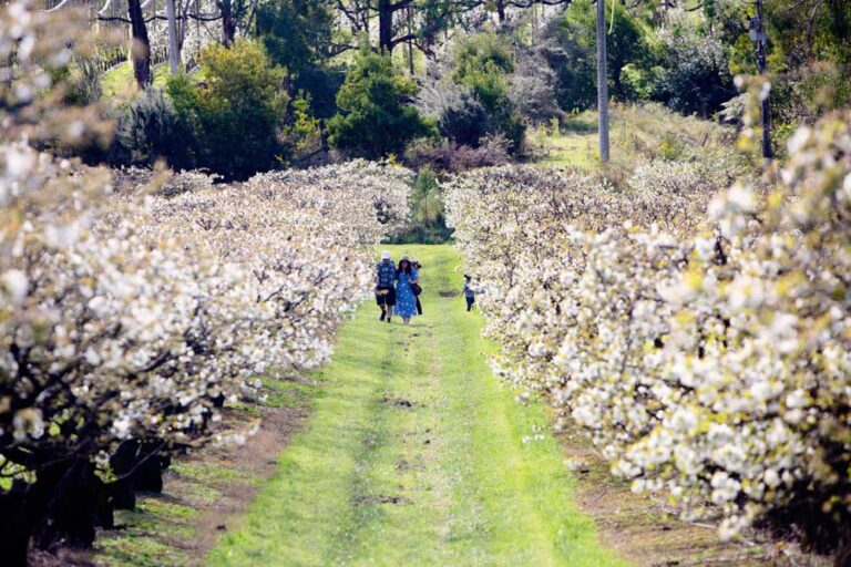 Cherry Blossom Show 55 George Rd, Silvan, 3795 - Image 5