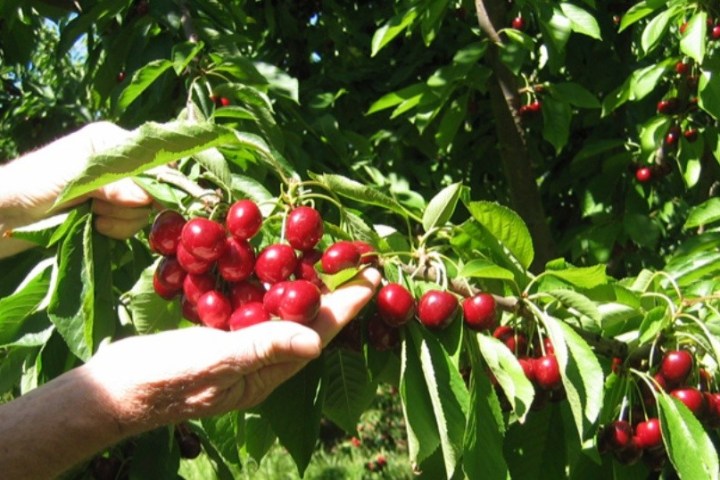 a person holding an apple