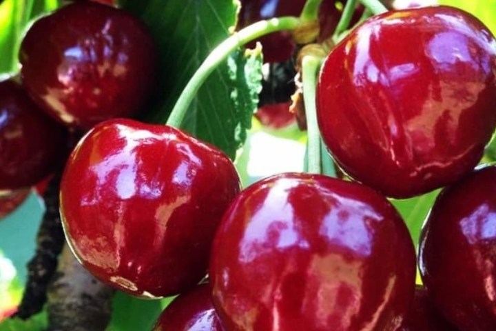 a close up of a fruit