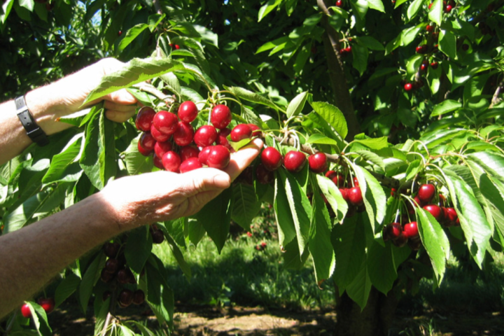 a person holding a plant in a garden