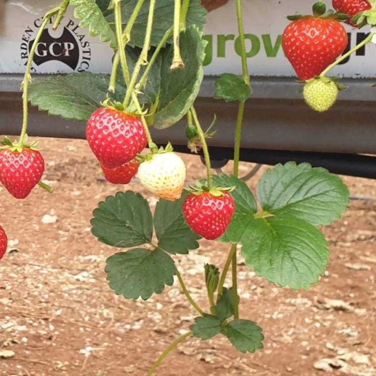 a cake with fruit on top of a table