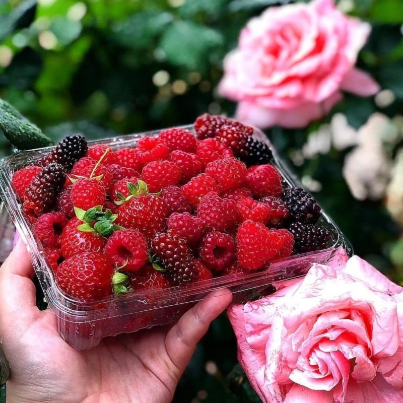 a hand holding a flower