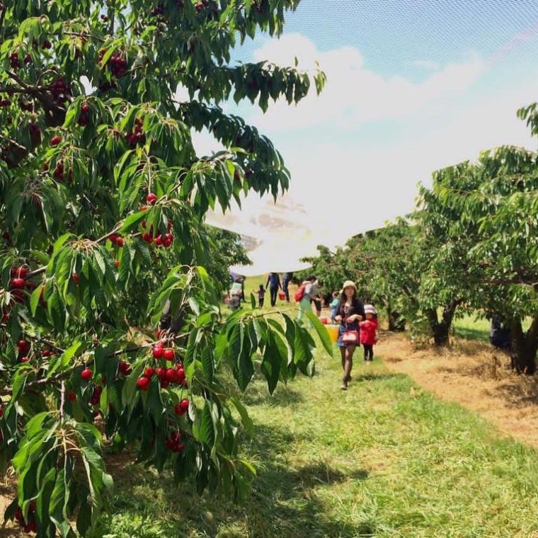 a group of people in a garden