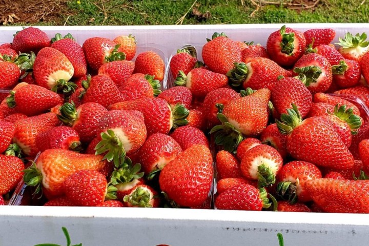 a box filled with different types of fruit