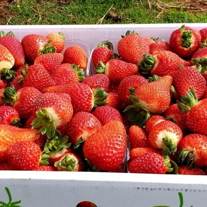 a box filled with different types of fruit