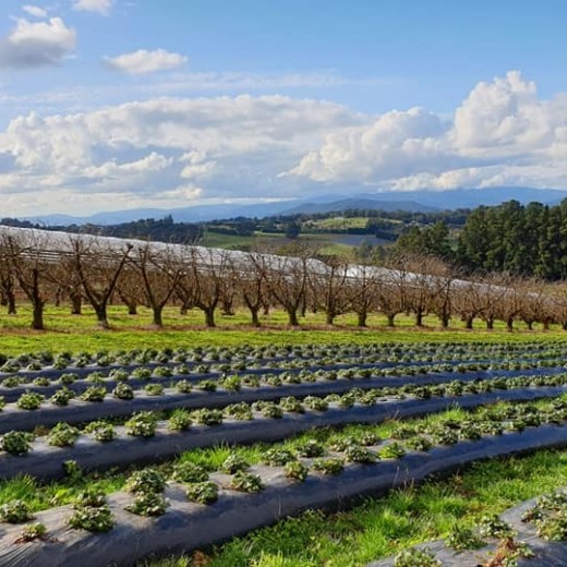 a large long train on a lush green field