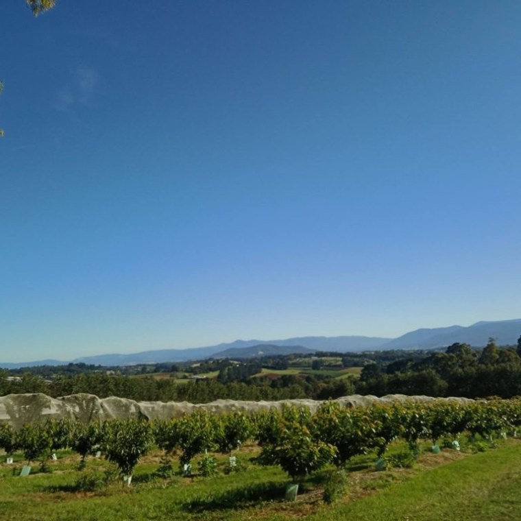 a herd of sheep grazing on a lush green field