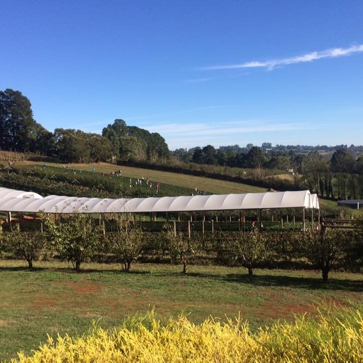 a large long train on a lush green field