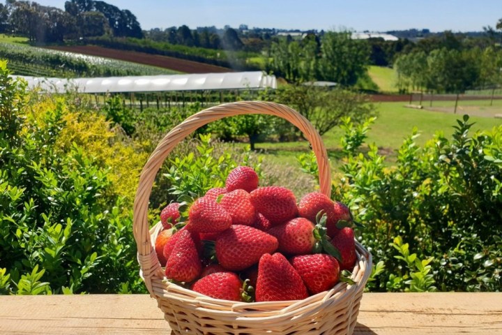a basket of fruit sitting on top of a wooden table