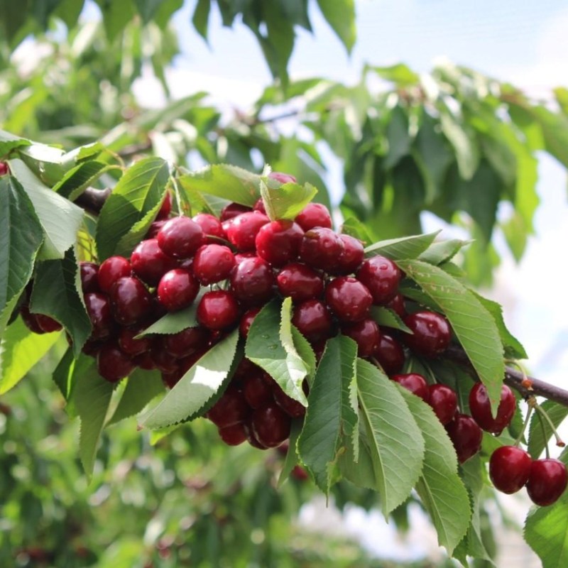 a close up of a fruit hanging from a branch
