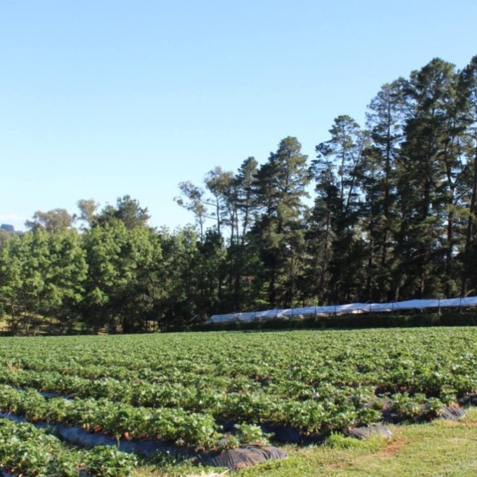 a large green field with trees in the background