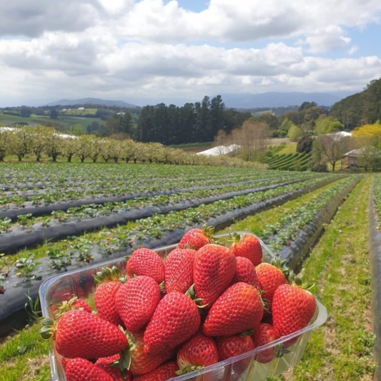 a train on display at a fruit stand